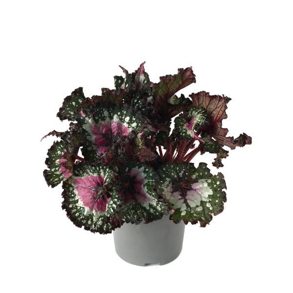 Begonia Rex 'Alaska Creek' (Begonya Çiçeği) - Image 1