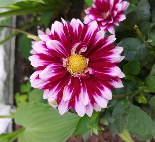 3 adet Kokulu Dev Çiçekli kırmızı beyaz Dahlia Yıldız Çiçeği Yumrusu ,yumru boyu 9 cm .fotodaki rengin aynısı gelir.. - Image 1