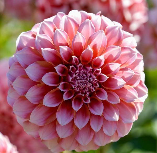 3 adet Kokulu Dev Çiçekli avigron Dahlia Yıldız Çiçeği Yumrusu ,yumru boyu 9 cm .fotodaki rengin aynısı gelir.. - Image 1