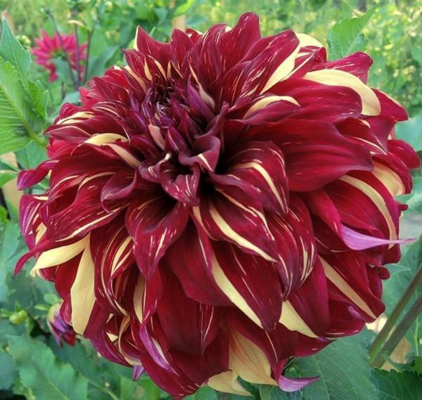 3 adet Kokulu Dev Çiçekli kırmızı sarı Dahlia Yıldız Çiçeği Yumrusu fotodaki rengin aynısı gelir.. - Image 1