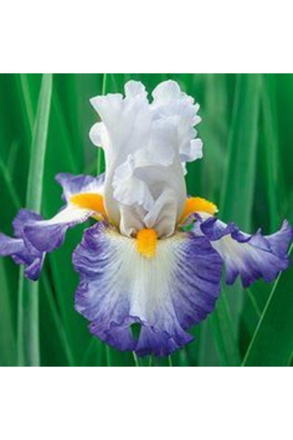 Gardenya Tohumculuk 2 Adet Mavi Kanat Iris Germenica Çiçek Soğanı - Image 1