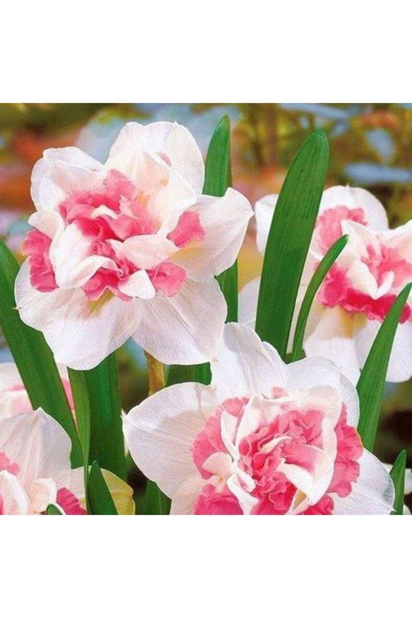 Royalteks Botanik Market 4 Adet Pudra Renkli Katmerli Nergis Çiçek Soğanı Kokulu - Image 1