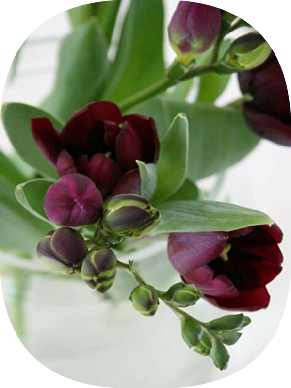 Net Tarım 5 Adet Bordo Frezya Soğanı Mis Kokulu Katmerli - Image 1