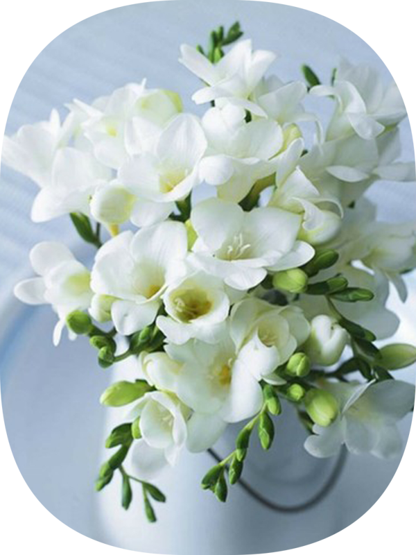 Net Tarım 100 Adet Beyaz Frezya Soğanı Mis Kokulu Katmerli - Image 1