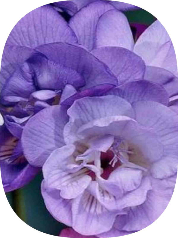 Net Tarım 15 Adet Mor Frezya Soğanı Mis Kokulu  - Image 1