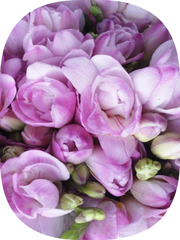 Net Tarım 2 Adet Lila Frezya Soğanı  - Image 1