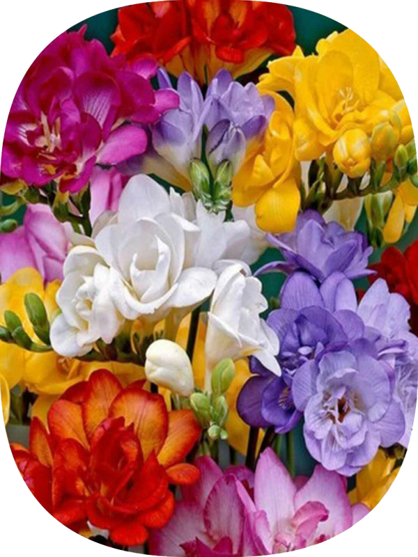 Net Tarım 20 Adet Karışık Renk Frezya Soğanı Mis Kokulu Katmerli - Image 1