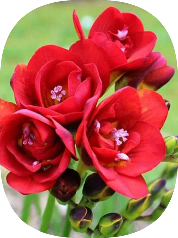 Net Tarım 30 Adet Kırmızı Frezya Soğanı Mis Kokulu Katmerli - Image 1