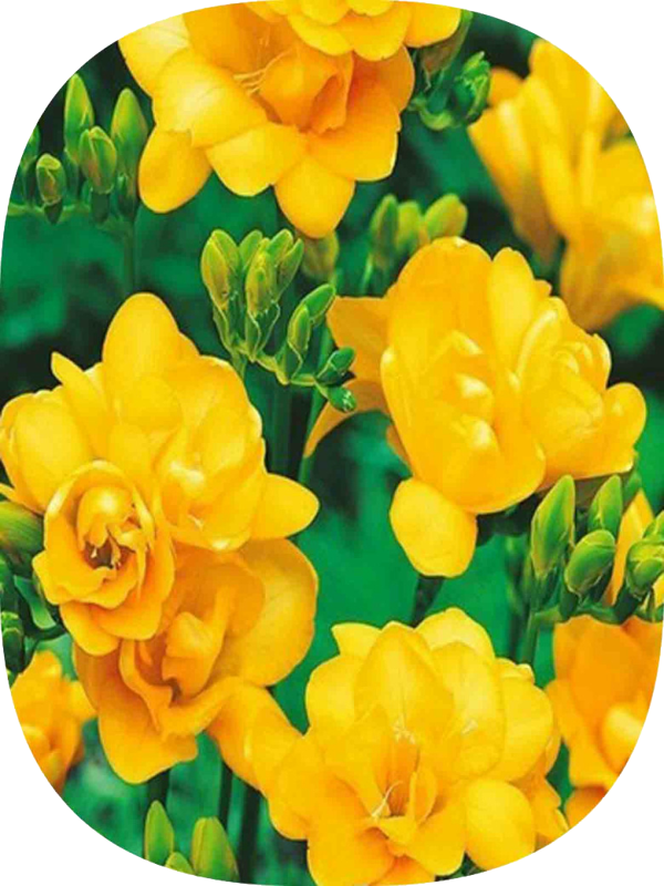 Net Tarım 30 Adet Sarı Frezya Soğanı Mis Kokulu  - Image 1