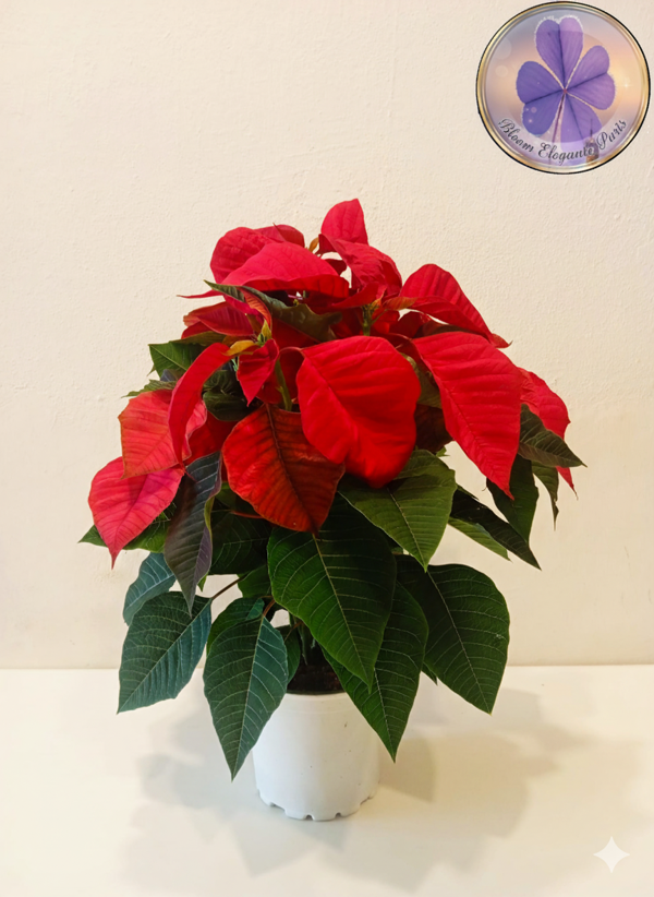 Büyük Boy Canlı Atatürk Çiçeği (Poinsettia) Kırmızı Yapraklı 40 cm Ev/Ofis Salon Bitkisi - Image 1