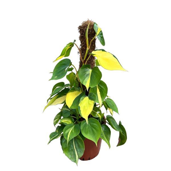 Philodendron Cordatum 'Brasil' - Image 1