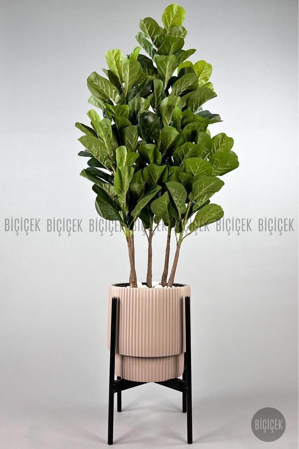 Biçiçek Keman Yapraklı Kauçuk Bitkisi Gala Saksıda Fiddle Lyrata - Image 1