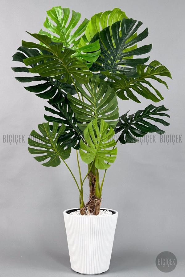 Biçiçek Monstera Ağacı 160-200 Cm Bambu Gövde - Image 1