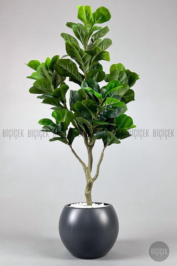 Biçiçek Keman Yapraklı Kauçuk Bitkisi Fiddle Lyrata Küre Saksı 150 Cm - Image 1