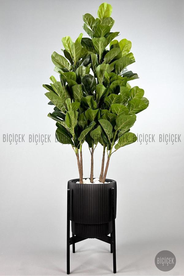 Biçiçek Keman Yapraklı Kauçuk Bitkisi Gala Saksıda Fiddle Lyrata - Image 1