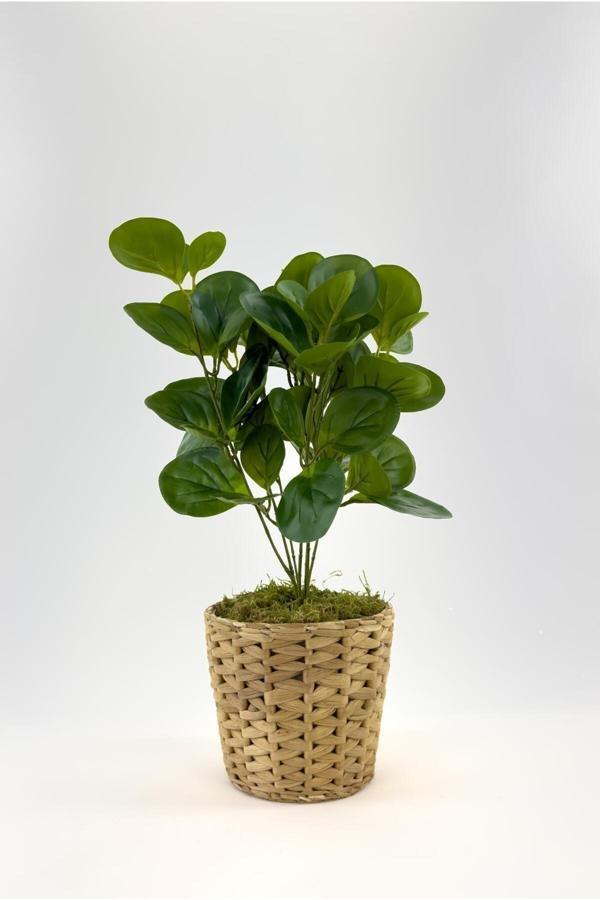 Biçiçek Hasır Saksıda Şans Bitkisi 50 Cm Su Sümbülü Fejka - Image 1