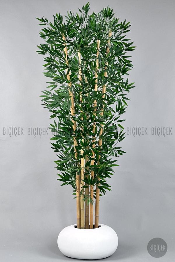 Biçiçek Zen Bambu Ağacı 220-240 Cm Fiber Saksıda - Image 1