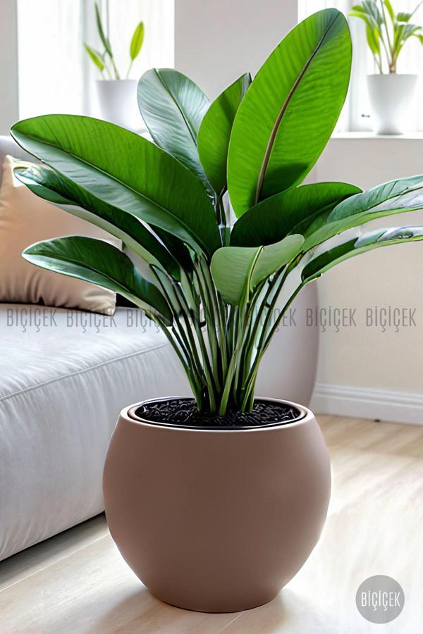 Biçiçek Küre Saksı 25 - 37 - 51 Cm Çap - Image 1