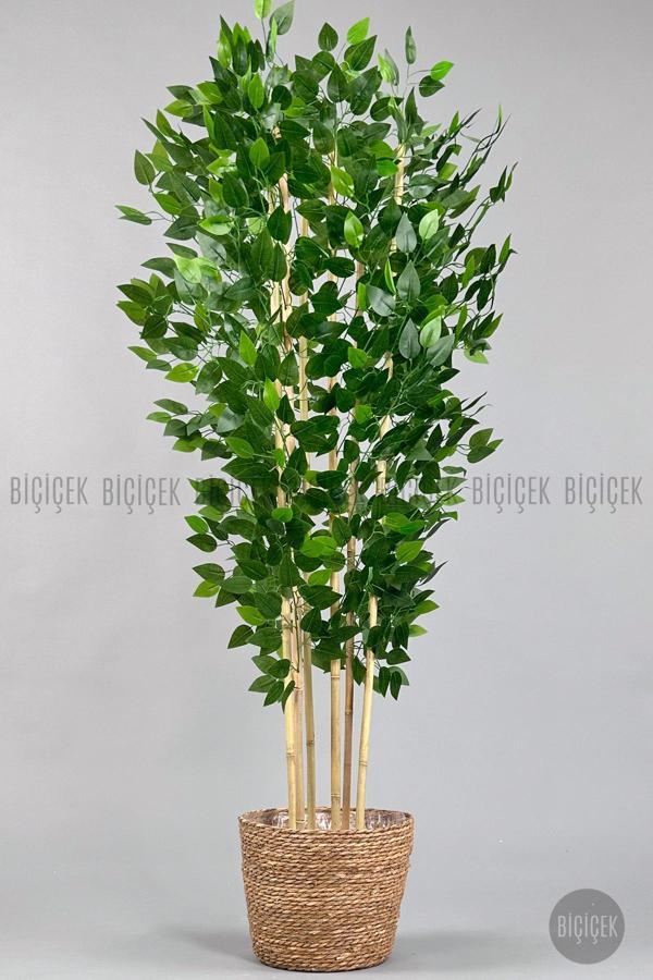 Biçiçek Yapay Benjamin Ağacı 170Cm Hasır Saksıda - Image 1