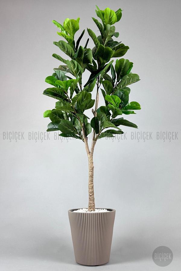 Biçiçek Keman Yapraklı Kauçuk Bitkisi Fiddle Lyrata 175Cm - Image 1