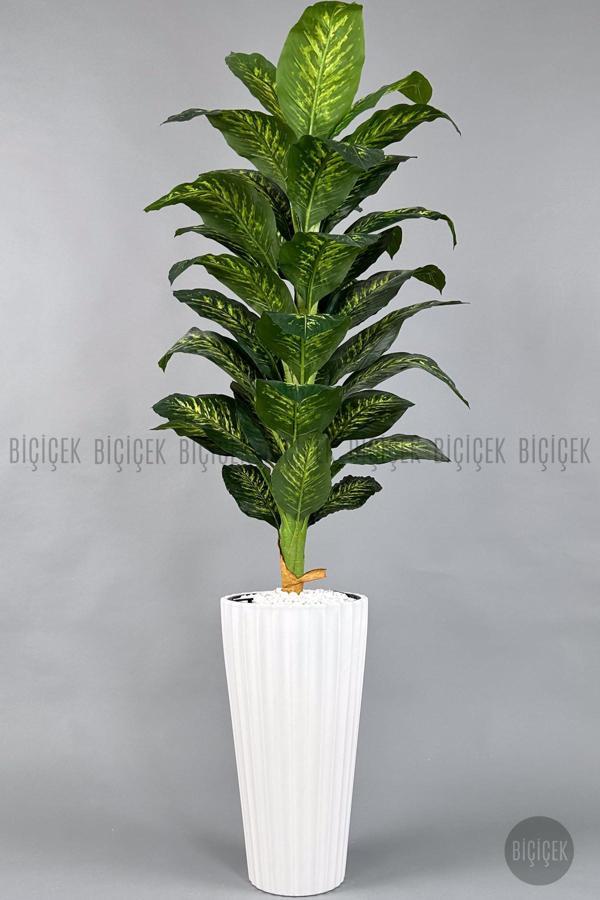 Biçiçek Difenbahya Ağacı 180-220 Cm Bambu Gövde - Image 1