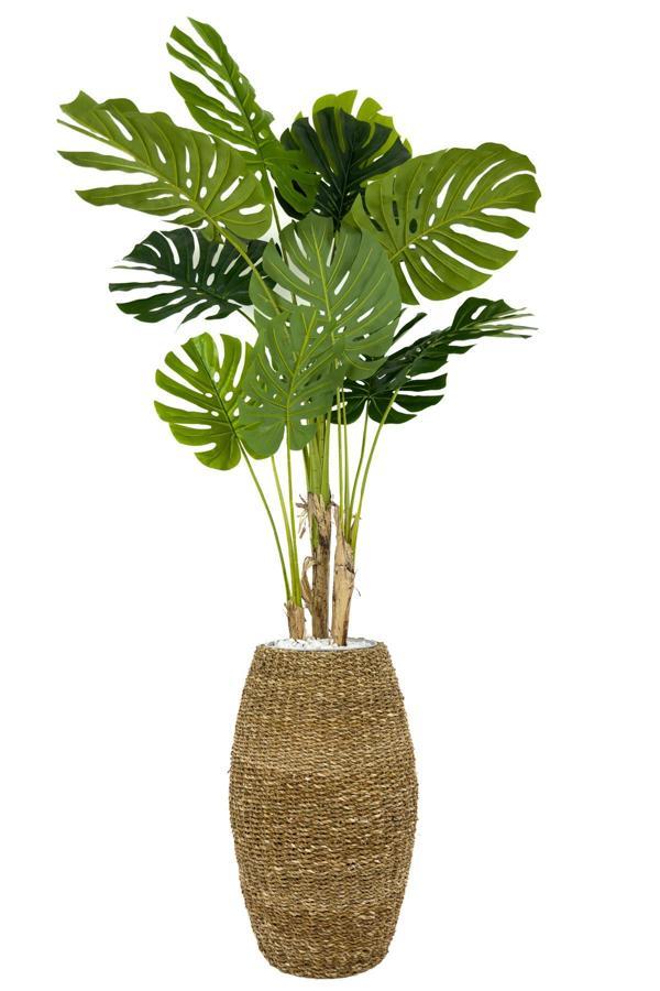Biçiçek Luxury Monstera Ağacı 180Cm Hasır Saksıda Bohem5 - Image 1