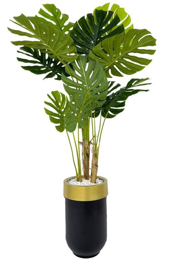 Biçiçek Monstera Ağacı 170Cm Siyah Gold Metal Darbuka Saksıda - Image 1