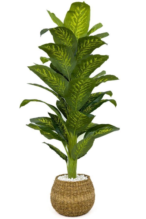 Biçiçek Difenbahya Ağacı 150Cm Geoit Hasır Saksıda - Image 1