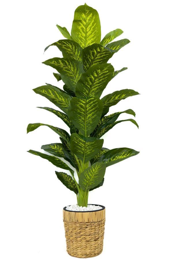 Biçiçek Difenbahya Ağacı 150Cm Fejka Hasır Saksıda - Image 1