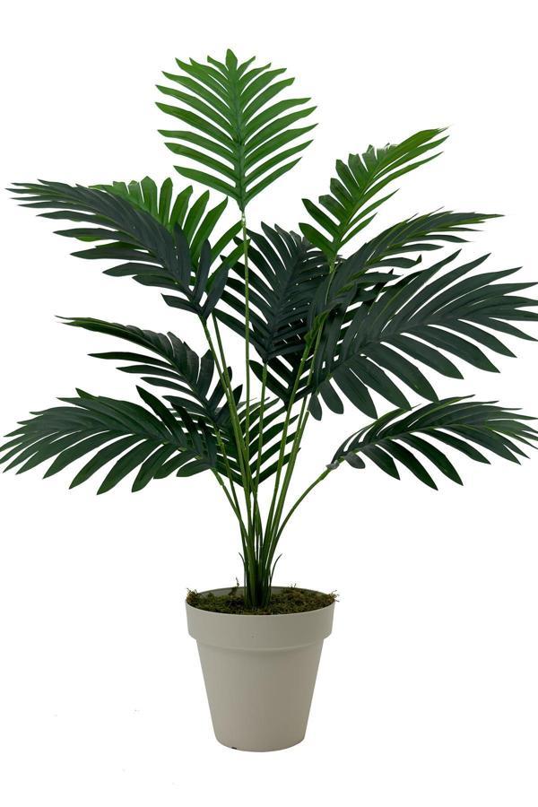 Biçiçek Areka Palmiyesi 75 Cm Krem Yakut Saksıda - Image 1