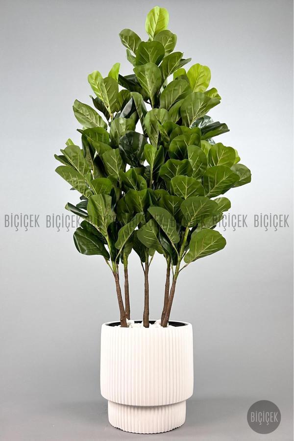 Biçiçek Keman Yapraklı Kauçuk Bitkisi Gala Saksıda Fiddle Lyrata - Image 1