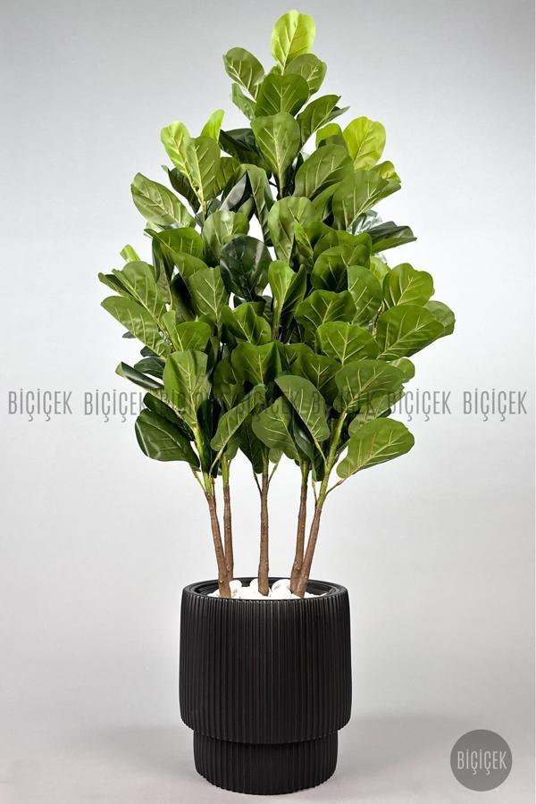 Biçiçek Keman Yapraklı Kauçuk Bitkisi Gala Saksıda Fiddle Lyrata - Image 1