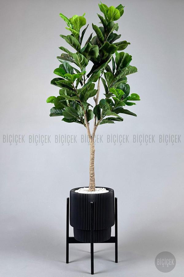 Biçiçek Keman Yapraklı Kauçuk Bitkisi Fiddle Lyrata Gala Saksı 175-200 Cm - Image 1