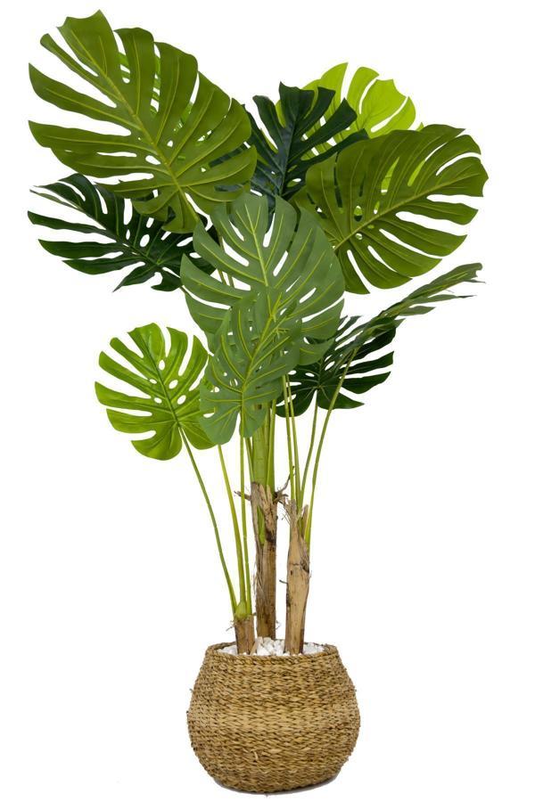 Biçiçek Monstera Ağacı 150Cm Geoit Hasır Saksıda - Image 1