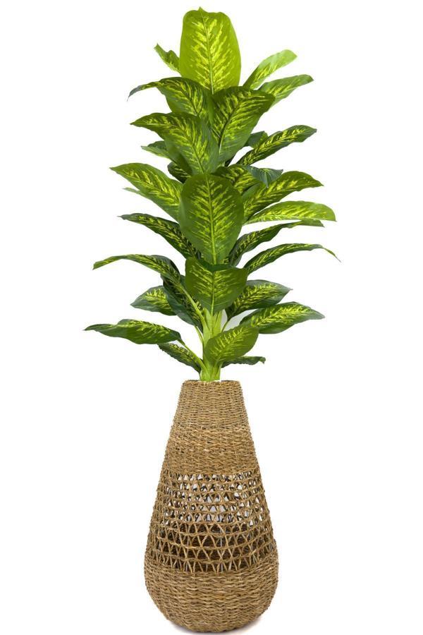 Biçiçek Luxury Difenbahya Ağacı 200Cm Hasır Saksıda Bohem4 - Image 1