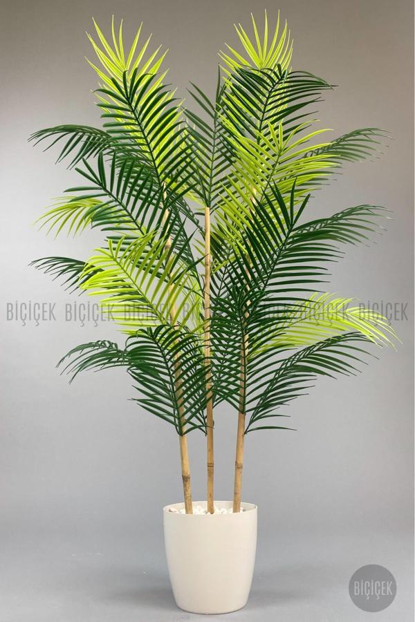 Biçiçek 115Cm Areka Ağacı 24 Yapraklı Yakut Saksıda - Image 1