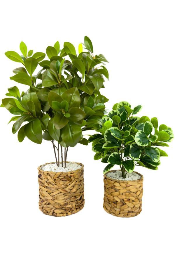 Biçiçek Şans Bitkisi 70Ve50Cm Hasır Saksıda - Image 1