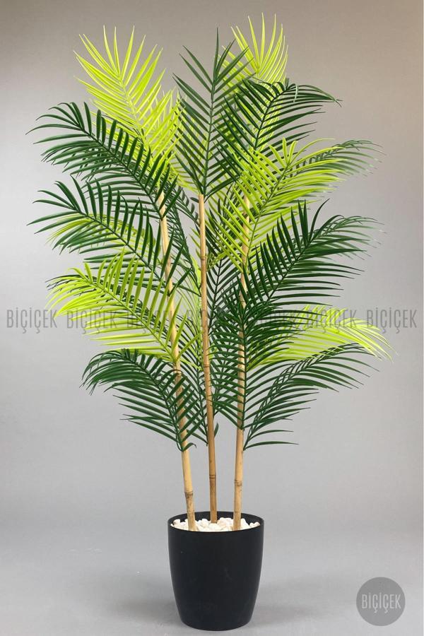 Biçiçek 115Cm Areka Ağacı 24 Yapraklı Yakut Saksıda - Image 1