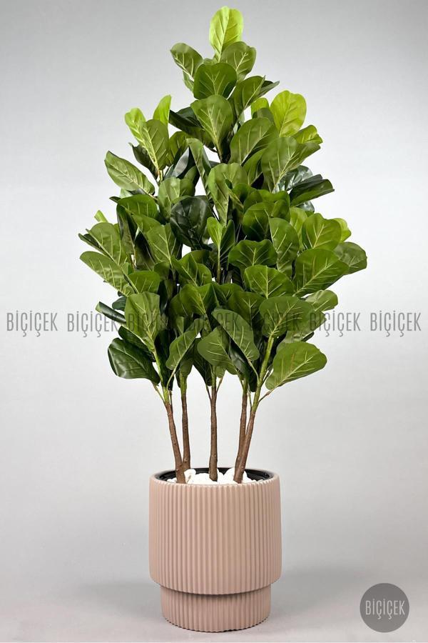 Biçiçek Keman Yapraklı Kauçuk Bitkisi Gala Saksıda Fiddle Lyrata - Image 1