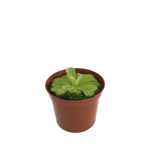 Pinguicula 'Tina' (Sinek Kapan Etobur Bitki) - Image 1