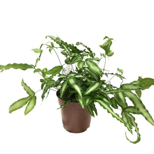 Pteris Cretica 'Albo' (Eğrelti Otu) - Image 1