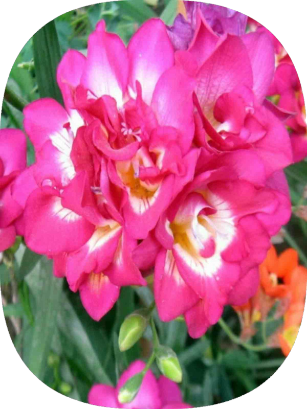 50 Adet Pembe Frezya Soğanı Mis Kokulu  - Image 1