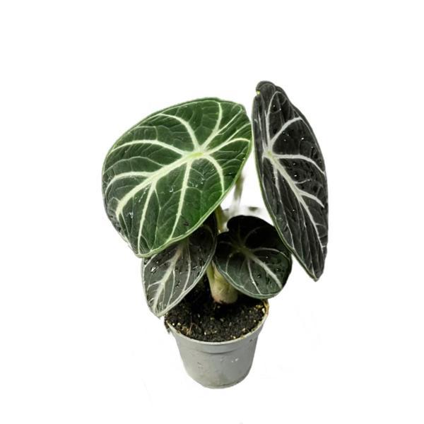 Alocasia Reginula 'Ninja' (Fil Kulağı) - Image 1