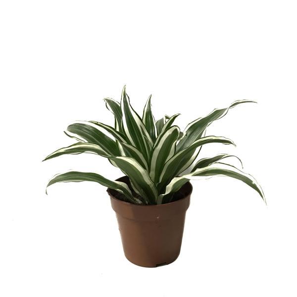 Dracaena Fragrans 'White Jewel' - Image 1