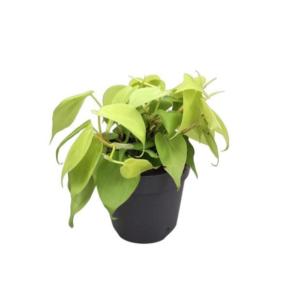 Philodendron Micans 'Lime' - Image 1