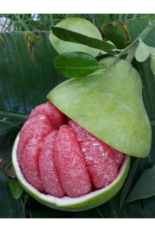Fruit Paradise Pamelo Meyvesi , Şatov ( 1Adet ) - Image 1