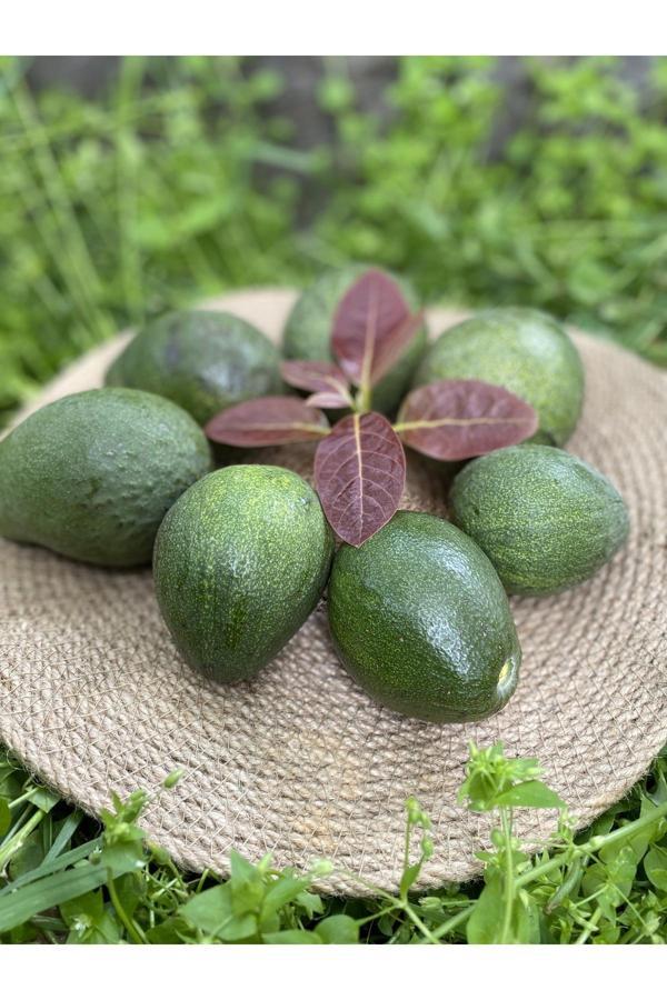 Dalından Tazecik 1 Kg Avokado - Yeni Hasat - Image 1