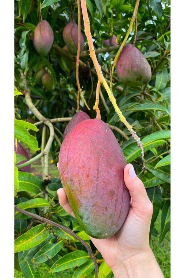 Dalından Tazecik Mango - Meyvelerin Kralı Yerli Mango 1 Adet - Image 1