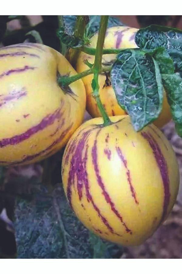 Dalından Tazecik 1 Kg Pepino Meyvesi - Image 1