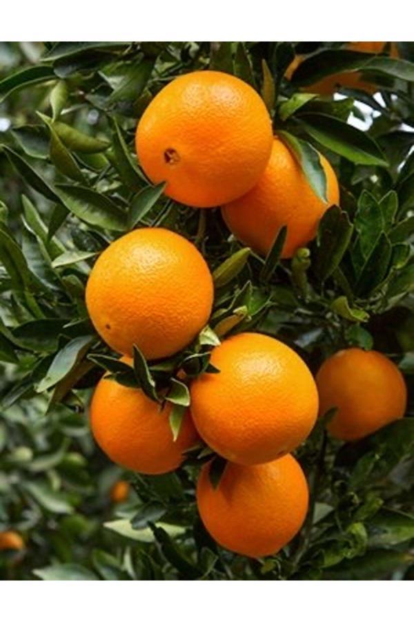 Dalından Tazecik Valencia Yerli Portakal Sulu Doğal 1 Kg. - Image 1